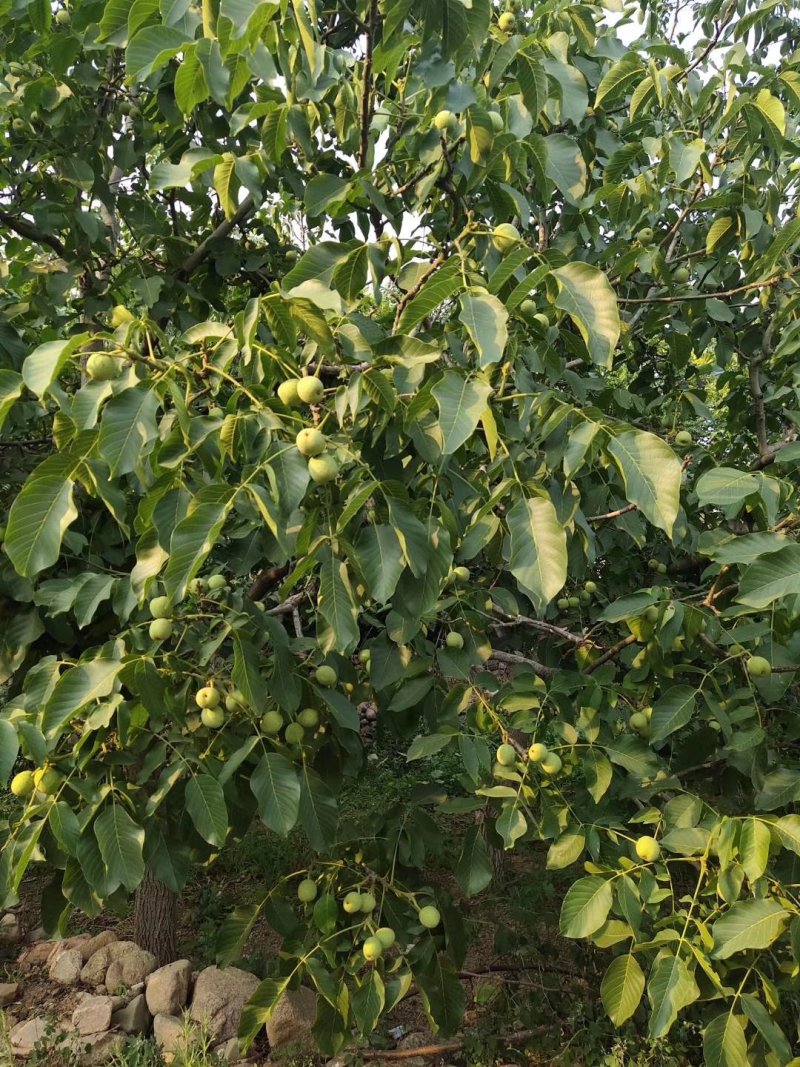 薄皮核桃苗8518核桃苗9818纸皮核桃树苗