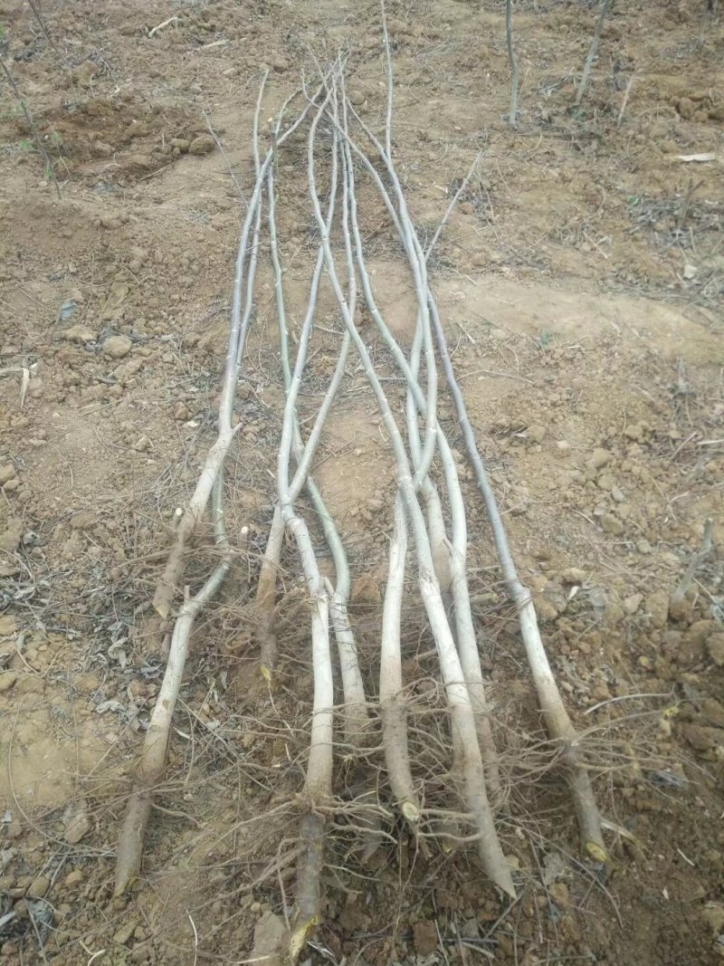 薄皮核桃苗8518核桃苗9818纸皮核桃树苗