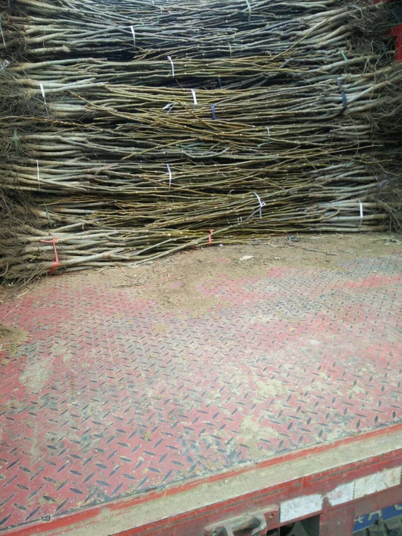 薄皮核桃苗8518核桃苗9818纸皮核桃树苗
