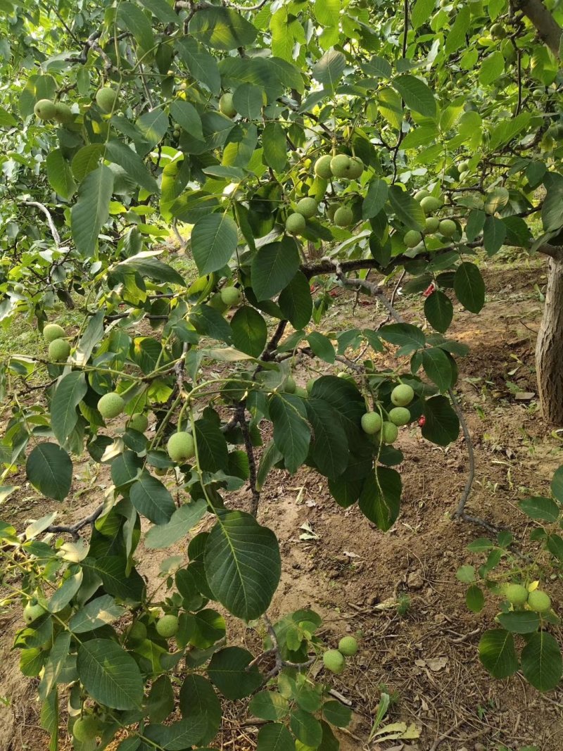 薄皮核桃苗8518核桃苗9818纸皮核桃树苗