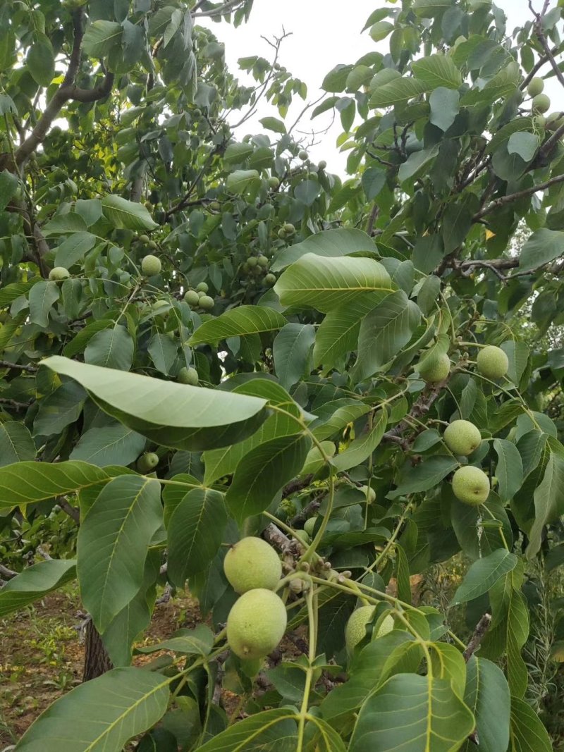 薄皮核桃苗8518核桃苗9818纸皮核桃树苗