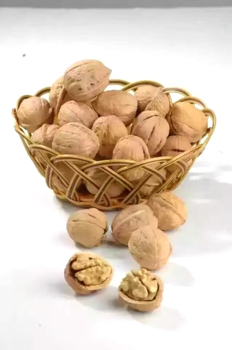 薄皮核桃苗8518核桃苗9818纸皮核桃树苗