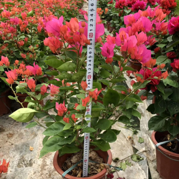三角梅小红盆多颜色盆苗
