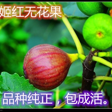波姬红无花果南北方种植盆栽地栽优质苗精选苗