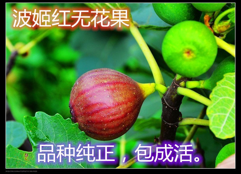 波姬红无花果南北方种植盆栽地栽优质苗精选苗