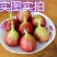 波姬红无花果南北方种植盆栽地栽优质苗精选苗