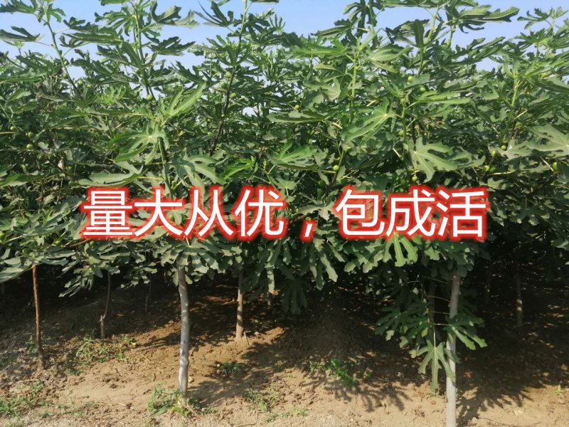 波姬红无花果南北方种植盆栽地栽优质苗精选苗