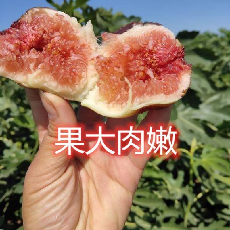 波姬红无花果南北方种植盆栽地栽优质苗精选苗