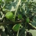 波姬红无花果南北方种植盆栽地栽优质苗精选苗