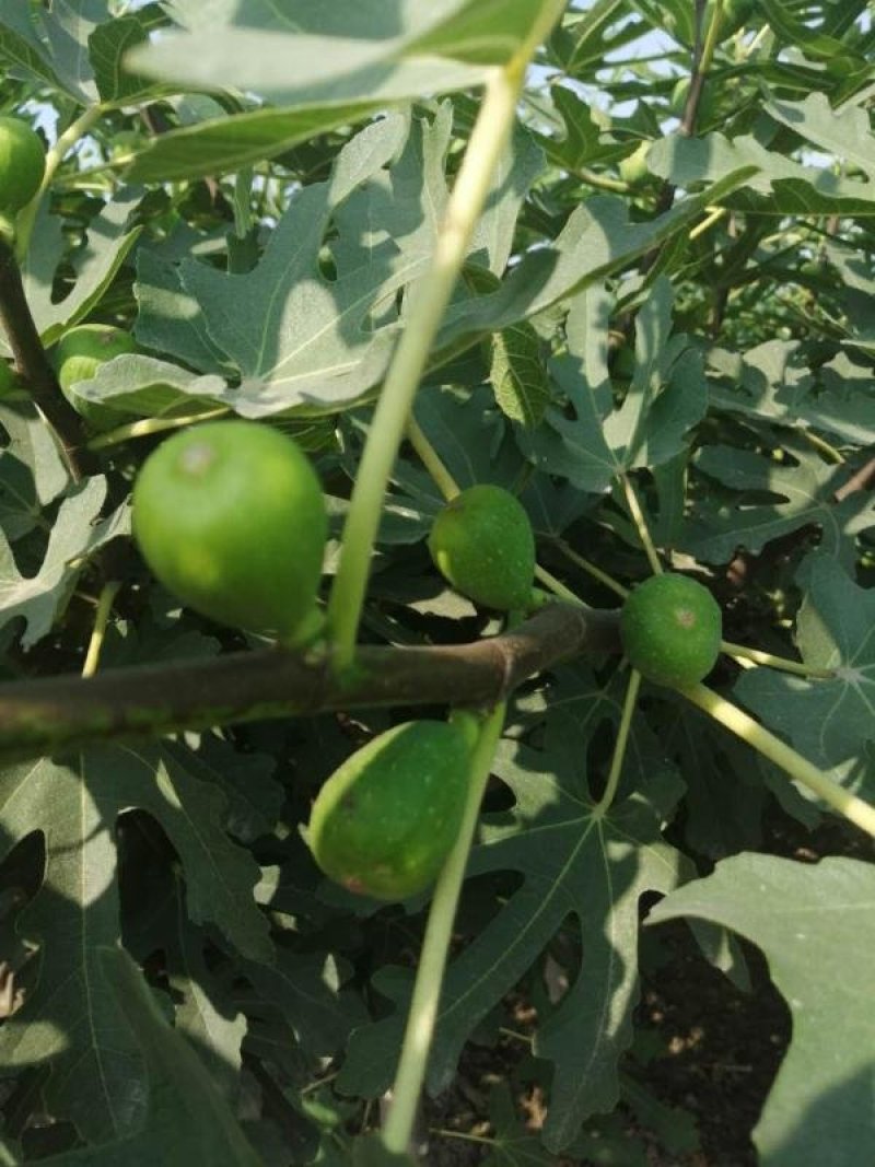 波姬红无花果南北方种植盆栽地栽优质苗精选苗