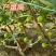 波姬红无花果南北方种植盆栽地栽优质苗精选苗