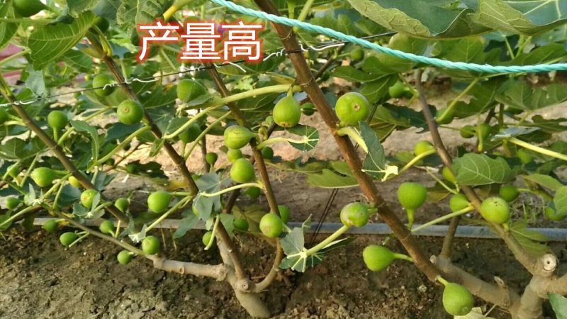 波姬红无花果南北方种植盆栽地栽优质苗精选苗