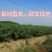 波姬红无花果南北方种植盆栽地栽优质苗精选苗