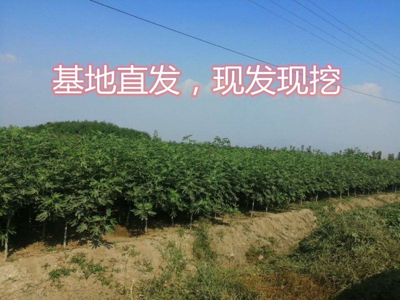 波姬红无花果南北方种植盆栽地栽优质苗精选苗