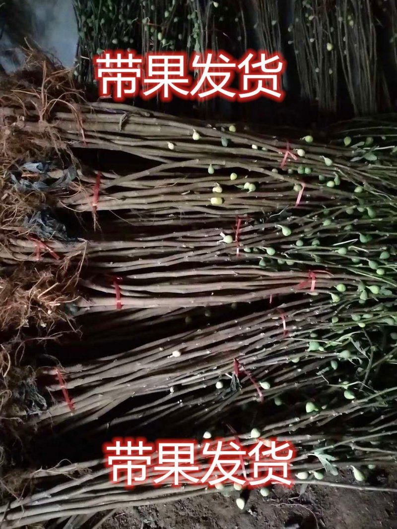 波姬红无花果南北方种植盆栽地栽优质苗精选苗