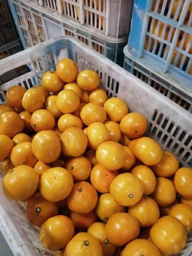 【云南特早熟蜜桔】柑桔，蜜橘，货源充足，果大味甜，