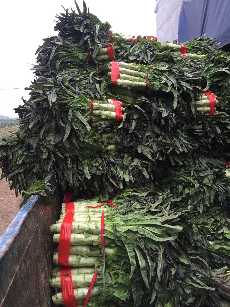 红叶莴笋大量上市中质量好价格合理量大从优来电优惠
