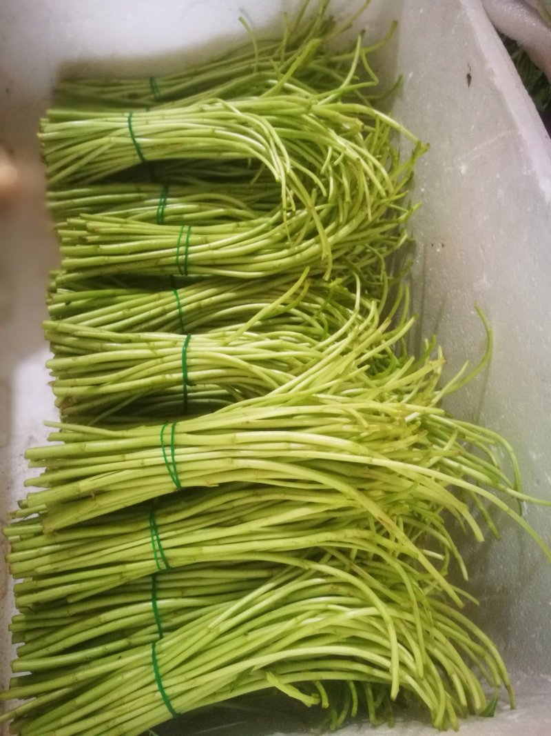 藜蒿新鲜去叶去老根大量批发