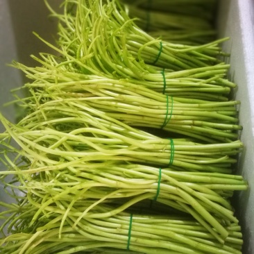 藜蒿新鲜去叶去老根大量批发