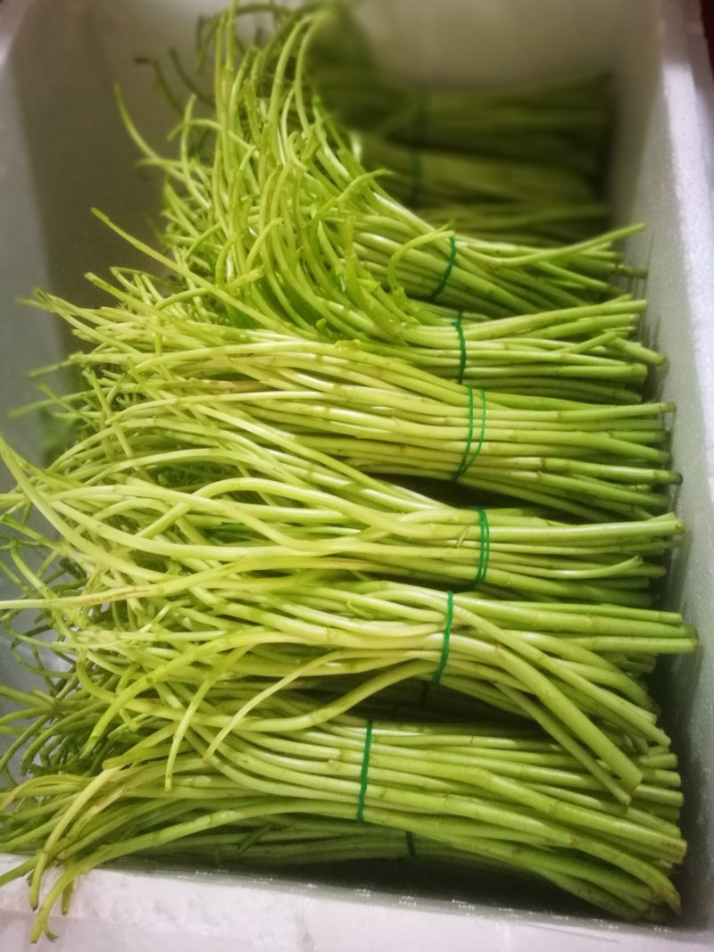 藜蒿新鲜去叶去老根大量批发