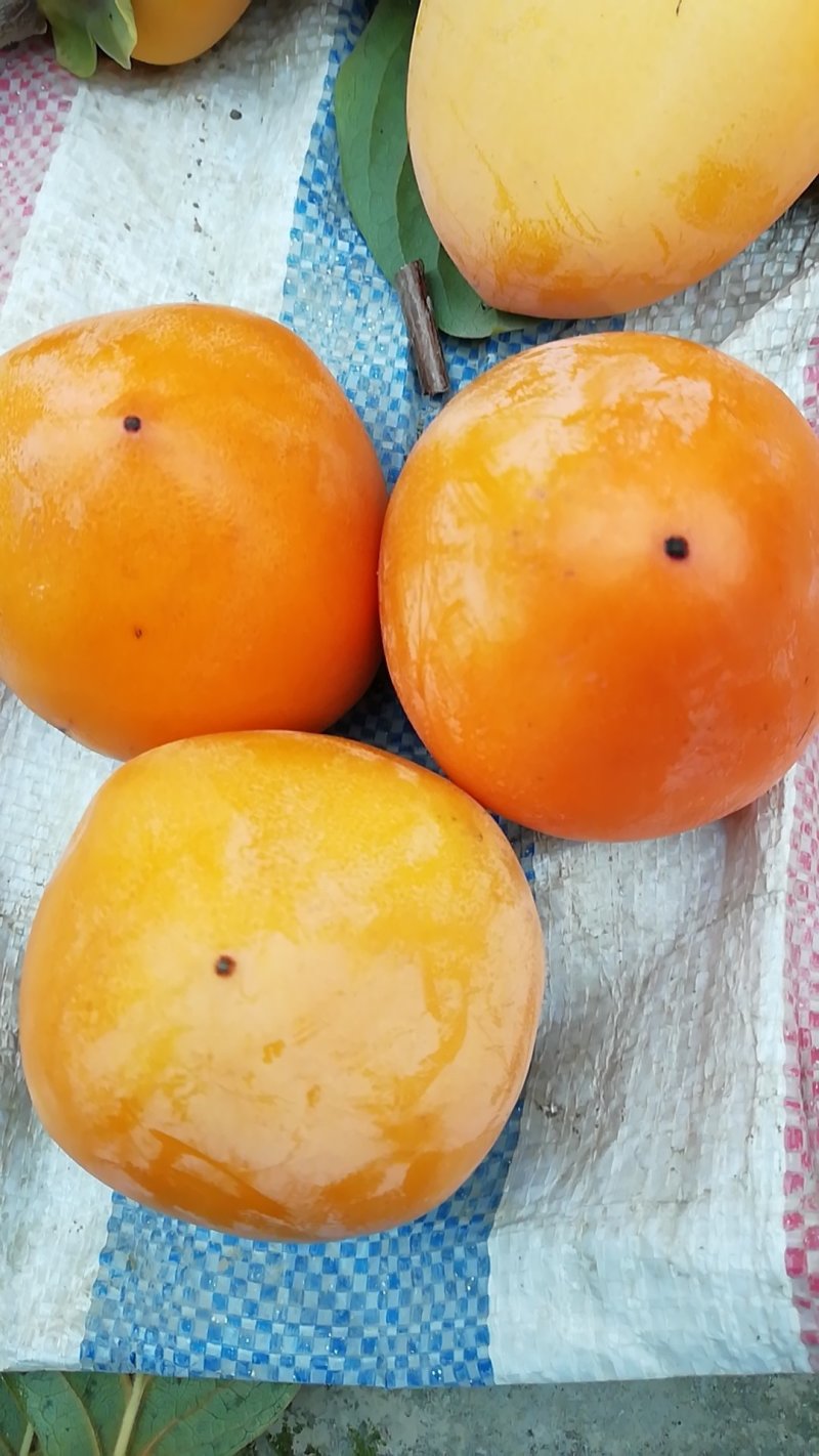 耀州东塬优质尖尖柿子
