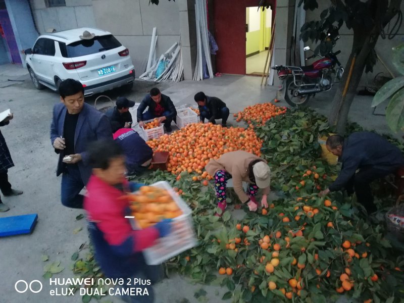 耀州东塬优质尖尖柿子