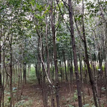 球花石楠