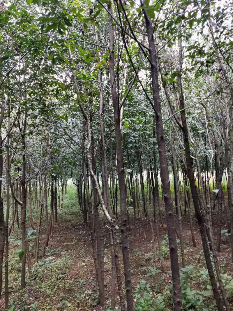 球花石楠