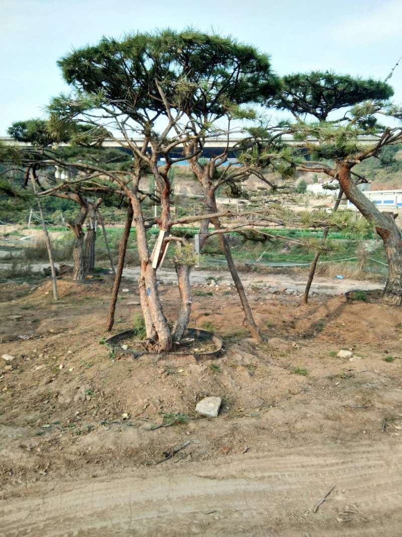 造型松