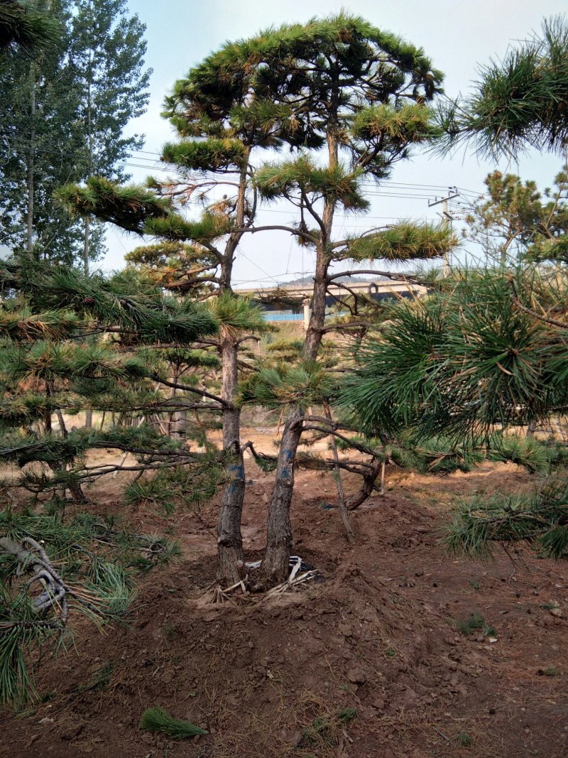 造型松