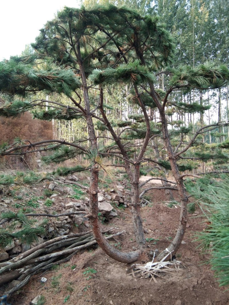 造型松