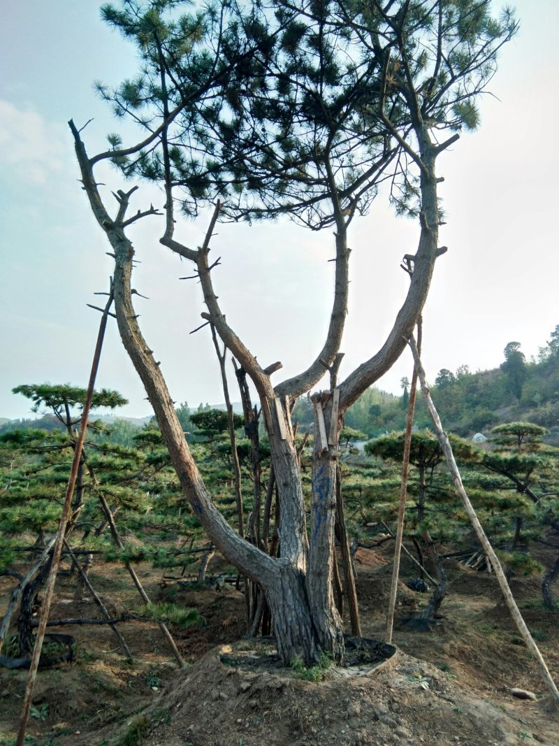 造型松