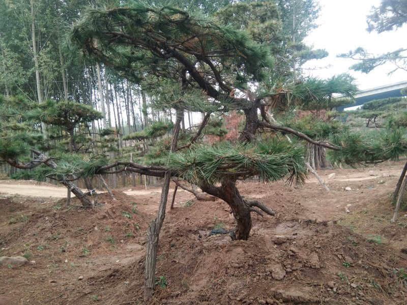 造型松