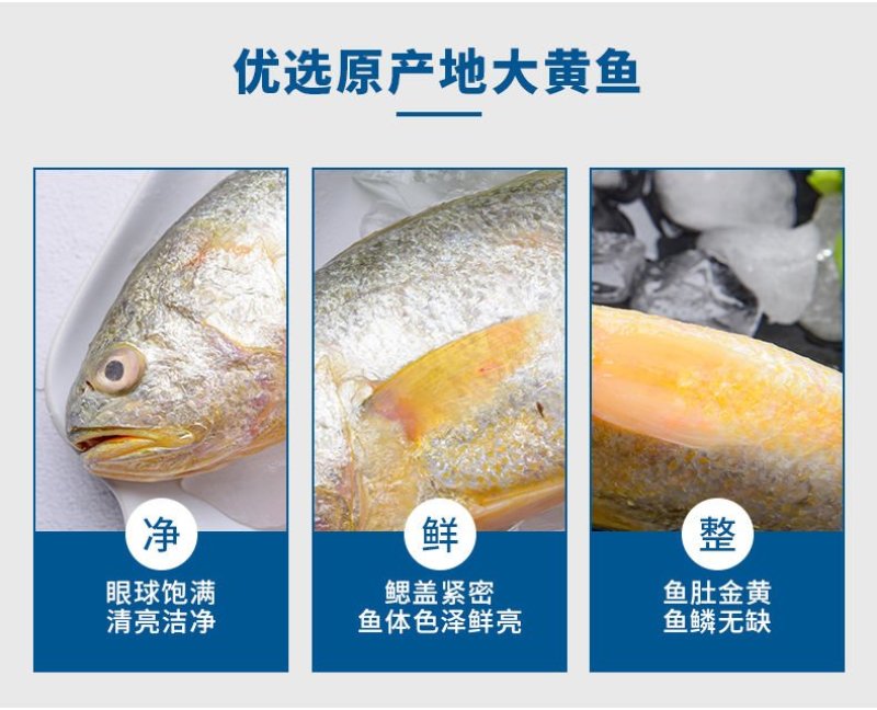 【特价】东海大黄花鱼新鲜冷冻大黄鱼小黄鱼小黄花鱼新鲜捕捞