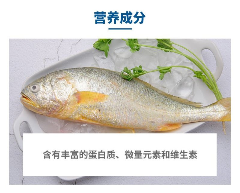 【特价】东海大黄花鱼新鲜冷冻大黄鱼小黄鱼小黄花鱼新鲜捕捞