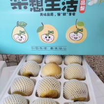 砀山梨酥梨皮薄多汁零售/吨位批发对接电商批发