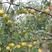 玉露香梨树苗，包技术，包成活，量大便宜