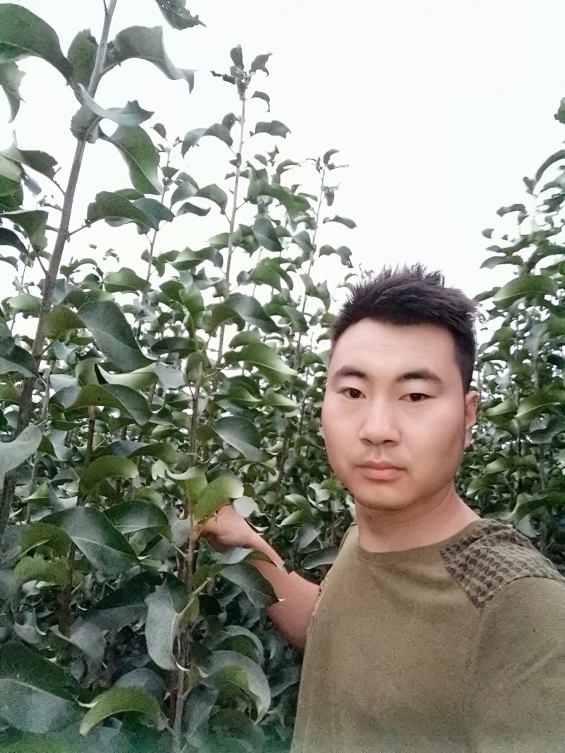 玉露香梨树苗，包技术，包成活，量大便宜