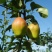 红香酥梨树苗，包技术，包成活，量大便宜