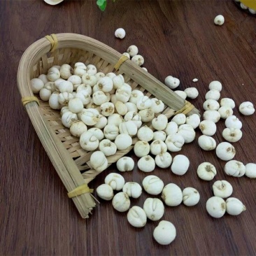 贝母川贝母四平贝母中药材无硫5