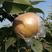 爱宕梨树苗，包技术指导，量大便宜可签订合同