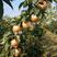 爱宕梨树苗，包技术指导，量大便宜可签订合同
