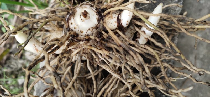 白芨白芨鲜货大量上市