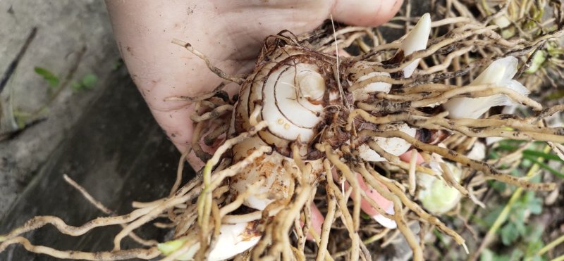 白芨白芨鲜货大量上市