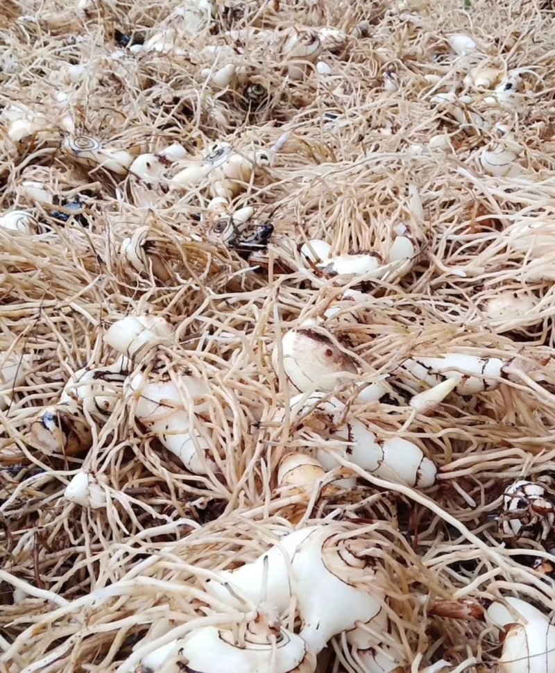 白芨白芨鲜货大量上市