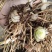 白芨白芨鲜货大量上市