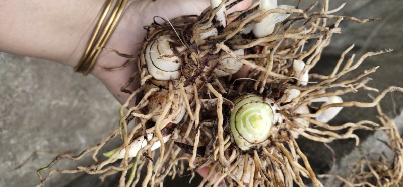 白芨白芨鲜货大量上市