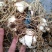 白芨白芨鲜货大量上市