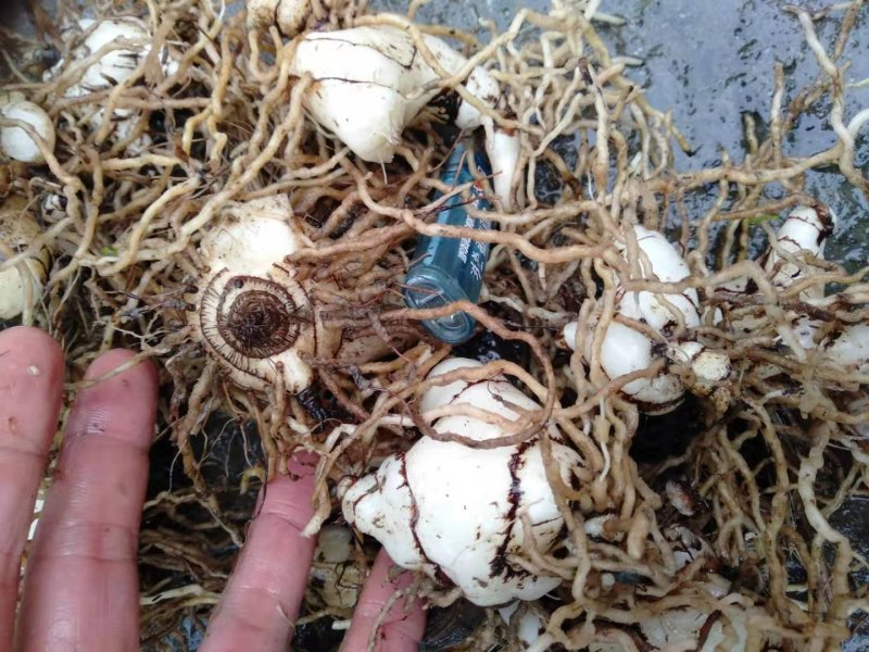 白芨白芨鲜货大量上市