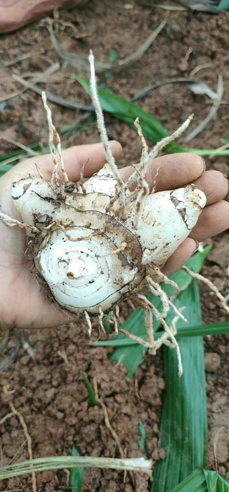 白芨白芨鲜货大量上市